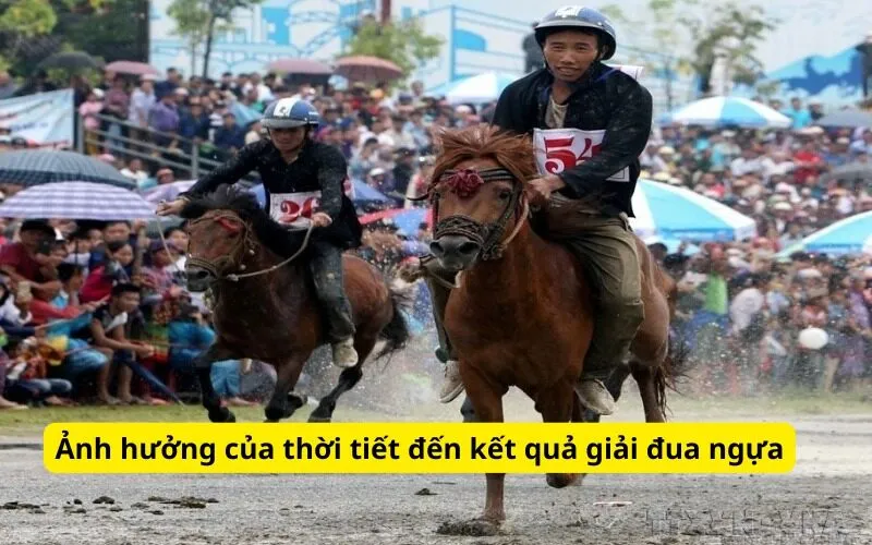 Ảnh hưởng của thời tiết đến kết quả giải đua ngựa