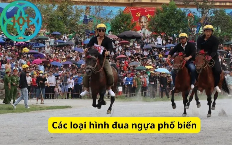 Các loại hình đua ngựa phổ biến