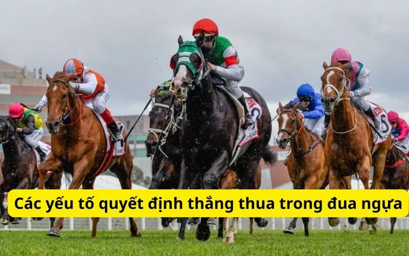 Các yếu tố quyết định thắng thua trong đua ngựa