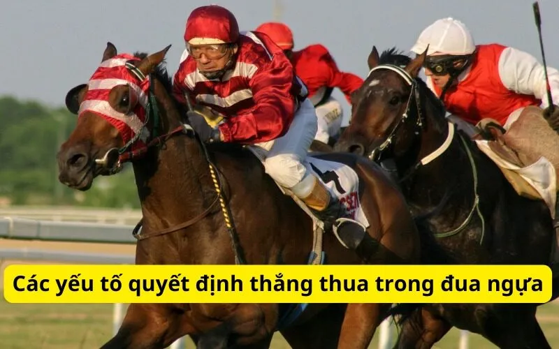 Các yếu tố quyết định thắng thua trong đua ngựa