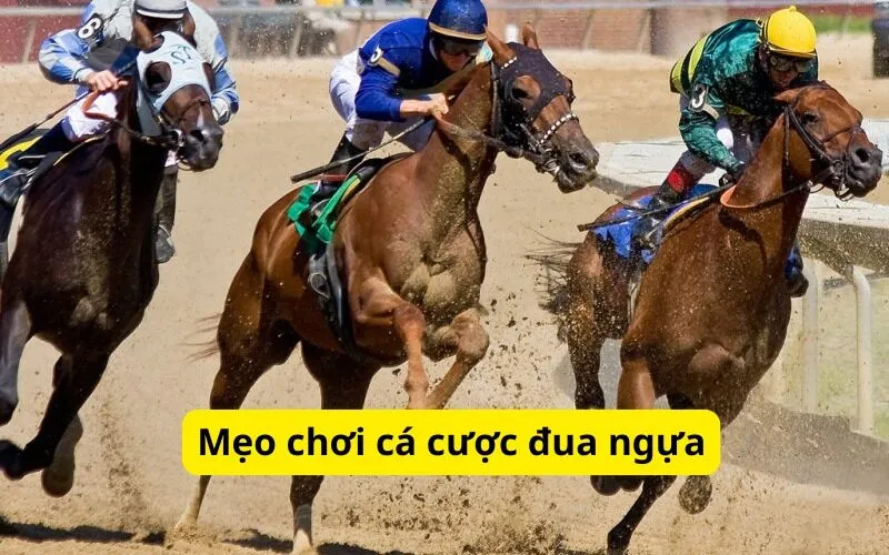 Mẹo chơi cá cược đua ngựa