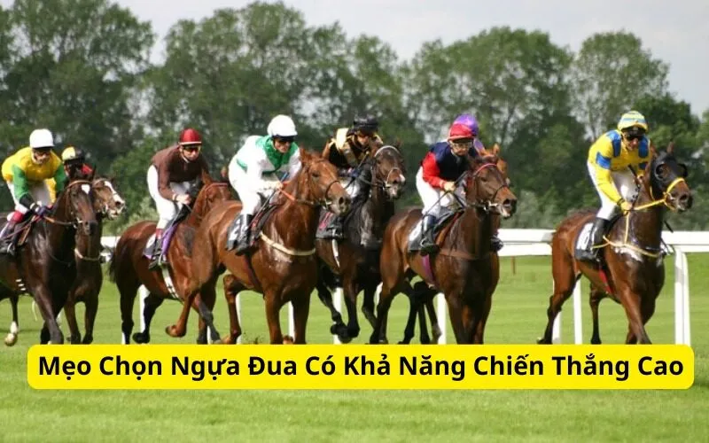 Mẹo Chọn Ngựa Đua Có Khả Năng Chiến Thắng Cao