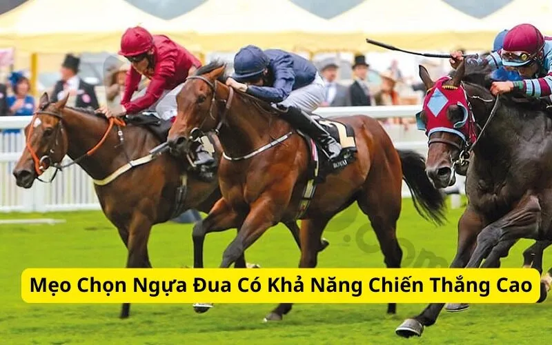 Mẹo Chọn Ngựa Đua Có Khả Năng Chiến Thắng Cao