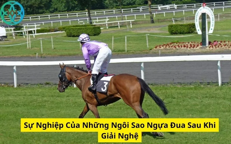 Sự Nghiệp Của Những Ngôi Sao Ngựa Đua Sau Khi Giải Nghệ
