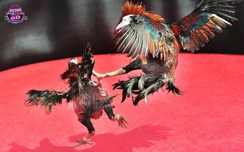 Tỷ lệ cược hấp dẫn