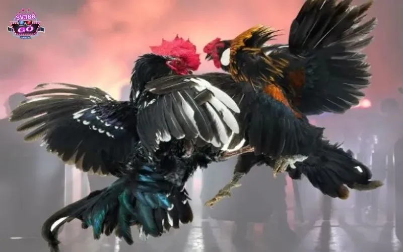 Uy tín và hợp pháp