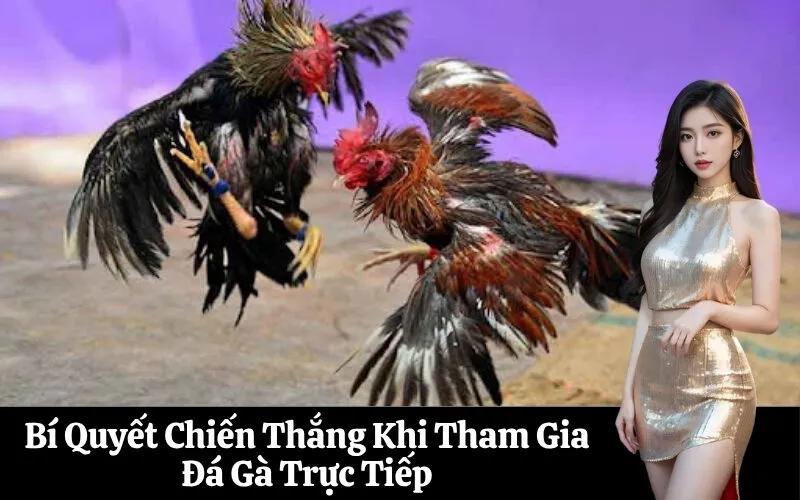 Bí Quyết Chiến Thắng Khi Tham Gia Đá Gà Trực Tiếp