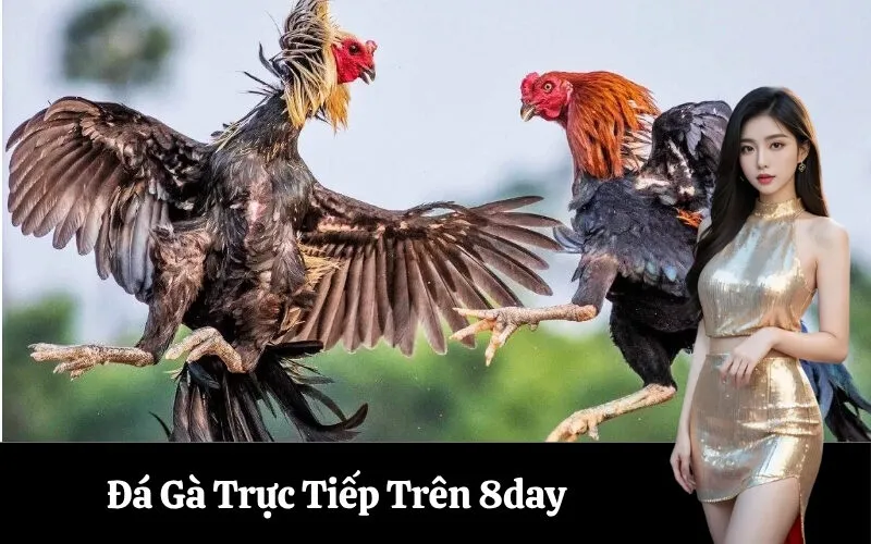 Đá Gà Trực Tiếp Trên 8day