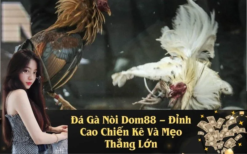 Đá Gà Nòi Dom88 – Đỉnh Cao Chiến Kê Và Mẹo Thắng Lớn